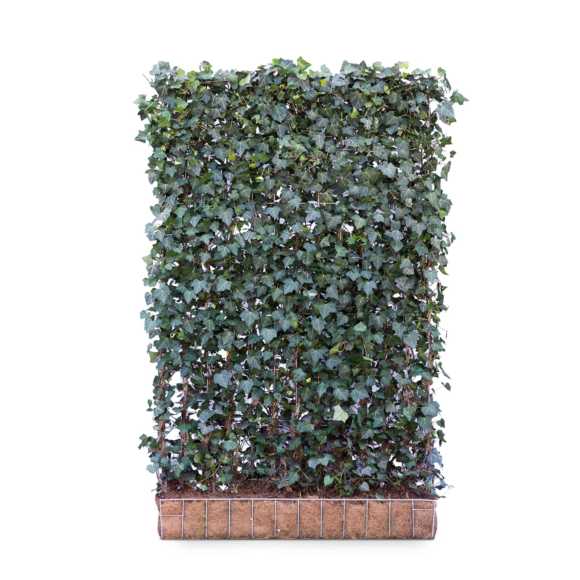 Ivy screen (Hedera helix 'Woerner') 180cm high 120cm wide